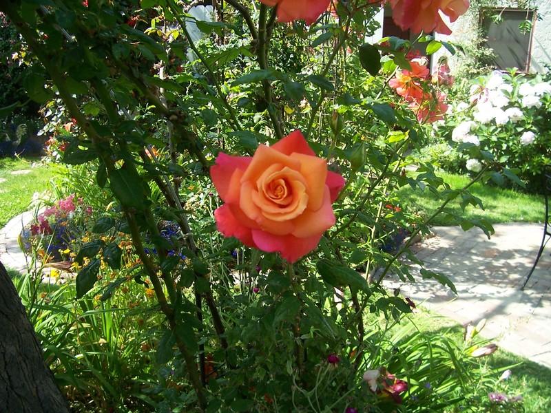 Photo of Shrub Rose (Rosa 'Freisinger Morgenrote') uploaded by Calsurf73