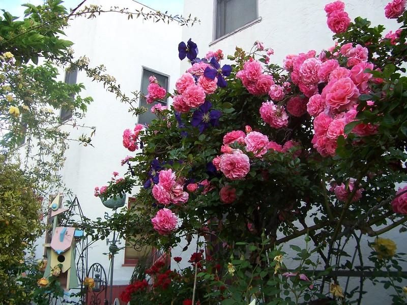 Photo of Rose (Rosa 'Dream Weaver') uploaded by Calsurf73