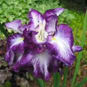 1st year plant from Siberian Iris Gardens.