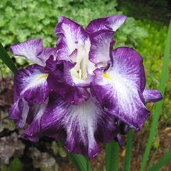 Location: z5 MA, my garden
Date: 2011-07-07
1st year plant from Siberian Iris Gardens.