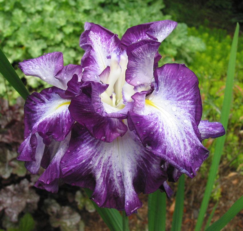 Photo of Japanese Iris (Iris ensata 'Lion King') uploaded by eclayne