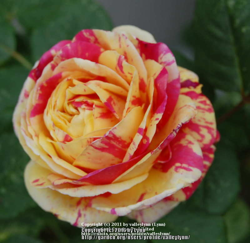 Photo of Rose (Rosa 'George Burns') uploaded by valleylynn