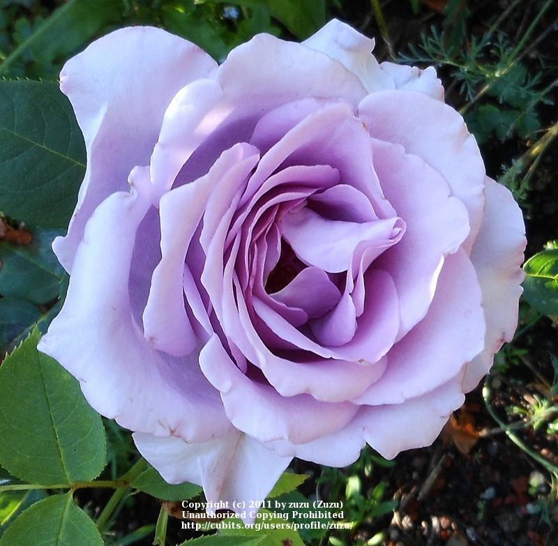 Photo of Rose (Rosa 'Blue Moon') uploaded by zuzu