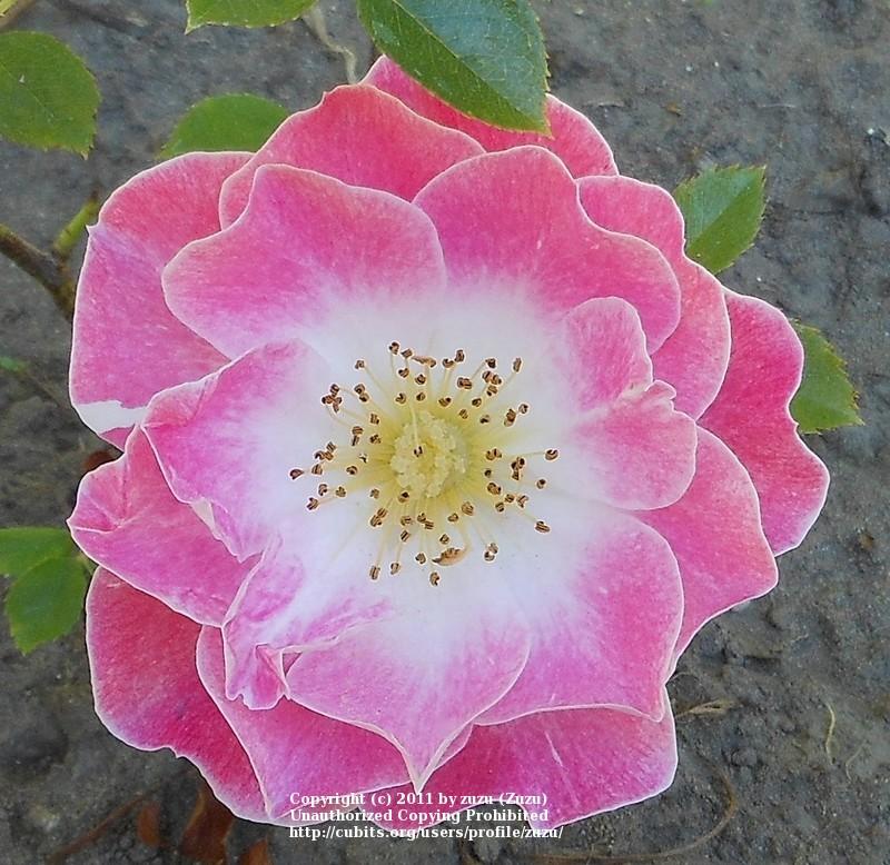 Photo of Rose (Rosa 'Incantation') uploaded by zuzu
