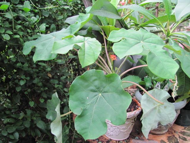 Photo of Buddha Belly Plant (Jatropha podagrica) uploaded by Ridesredmule