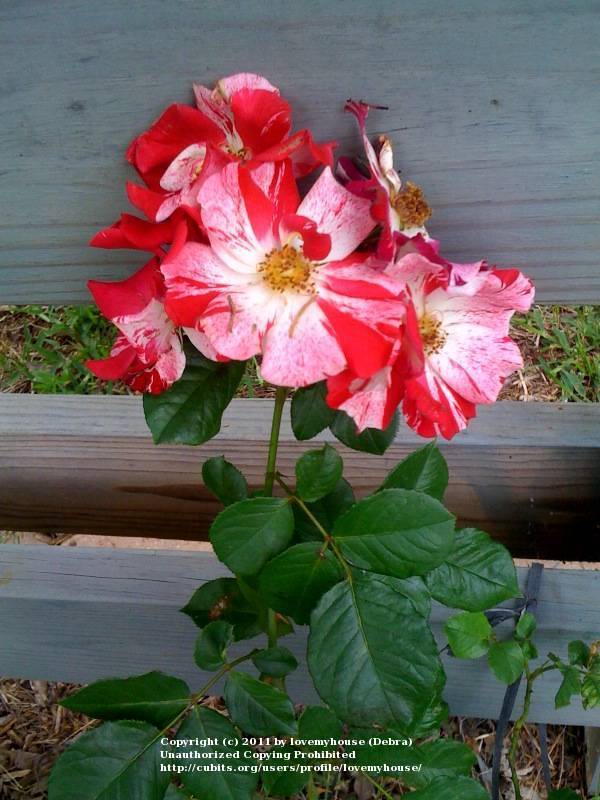 Photo of Large-Flowered Climbing Rose (Rosa 'Fourth of July') uploaded by lovemyhouse