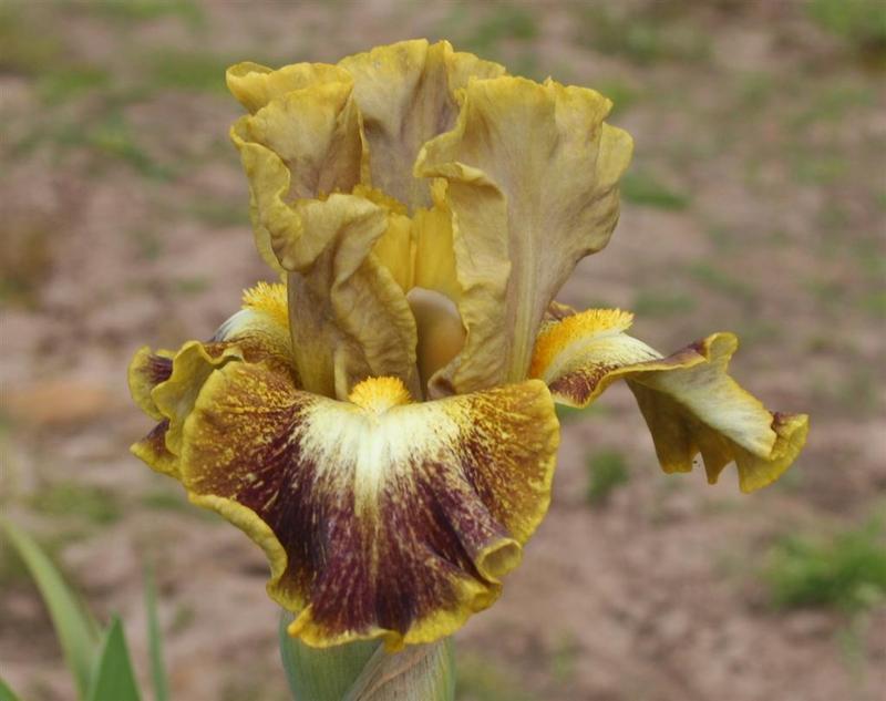 Photo of Intermediate Bearded Iris (Iris 'Sanskrit') uploaded by KentPfeiffer