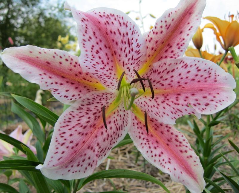 Photo of Lily (Lilium 'Queen of Hearts') uploaded by PollyK