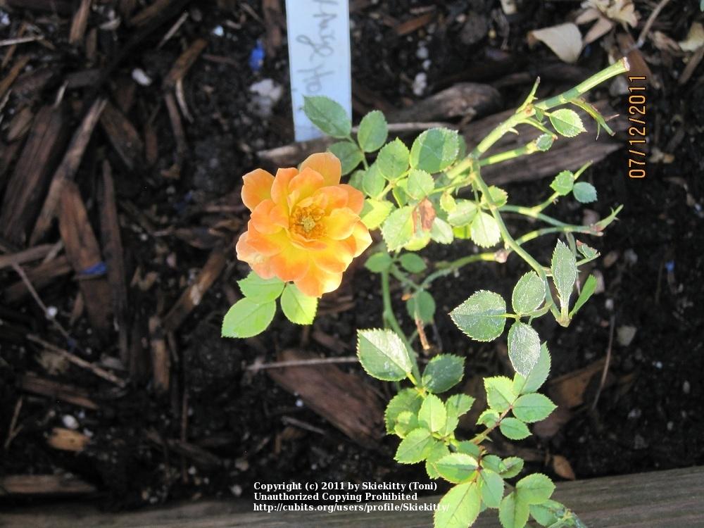 Photo of Rose (Rosa 'Orange Honey') uploaded by Skiekitty
