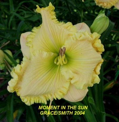 Photo of Daylily (Hemerocallis 'Moment in the Sun') uploaded by spunky1