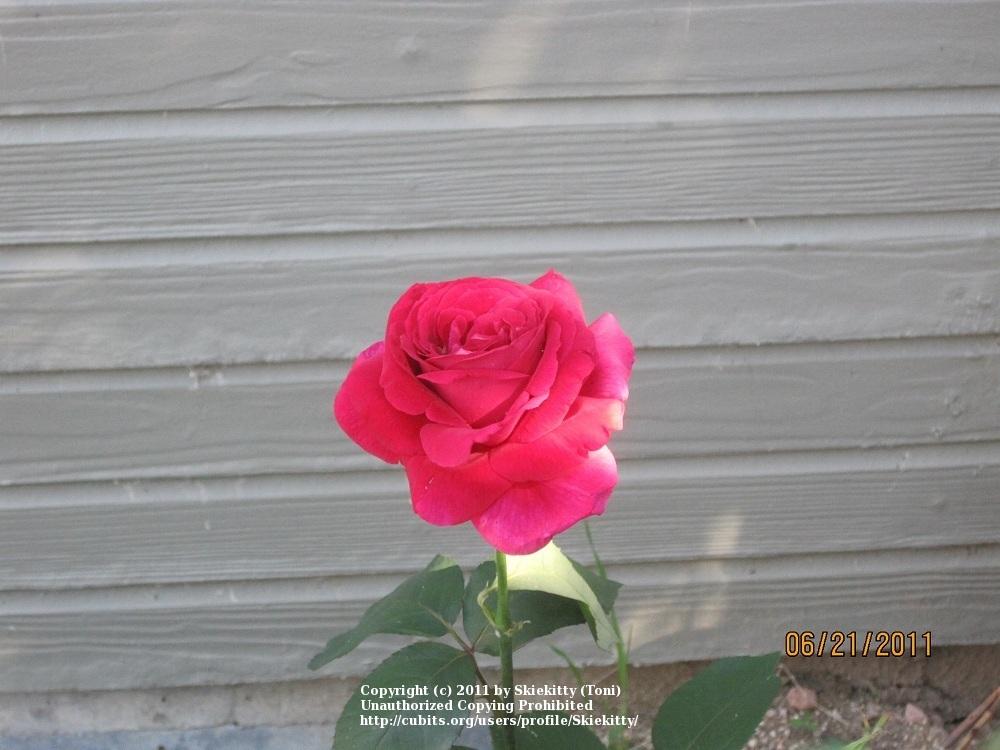 Photo of Hybrid Tea Rose (Rosa 'Mister Lincoln') uploaded by Skiekitty