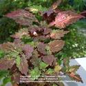 How To Grow Coleus from Cuttings