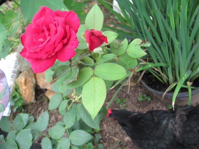 Photo of Hybrid Tea Rose (Rosa 'Mister Lincoln') uploaded by Ridesredmule