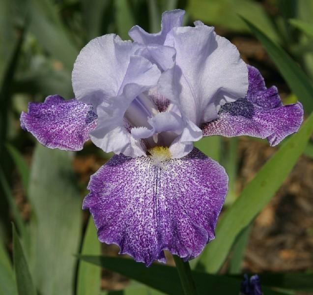 Photo of Tall Bearded Iris (Iris 'Splashacata') uploaded by avmoran