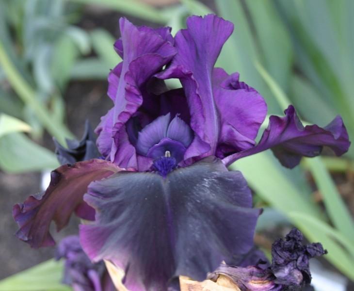 Photo of Tall Bearded Iris (Iris 'Hello Darkness') uploaded by avmoran