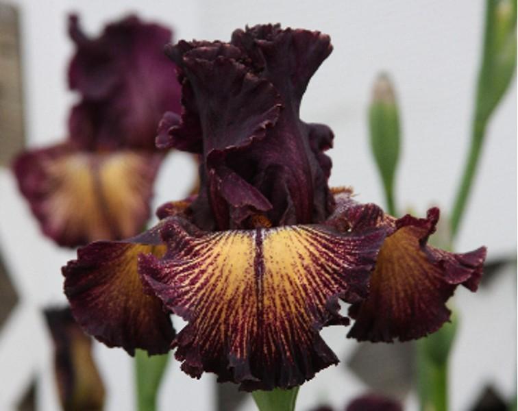 Photo of Tall Bearded Iris (Iris 'Drama Queen') uploaded by avmoran