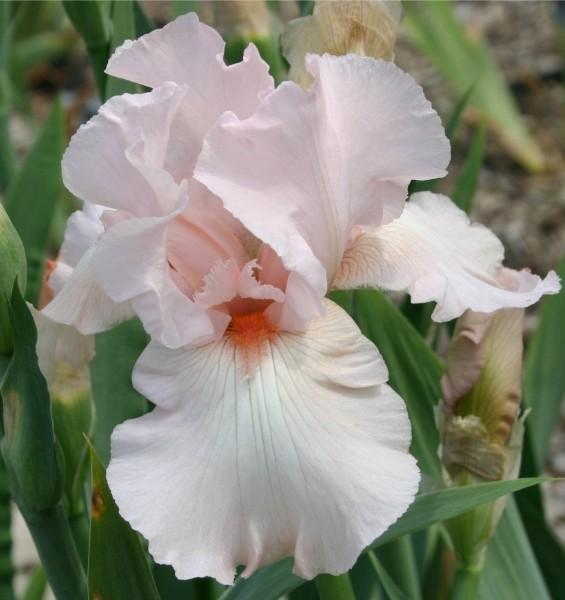 Photo of Tall Bearded Iris (Iris 'Vanity') uploaded by avmoran
