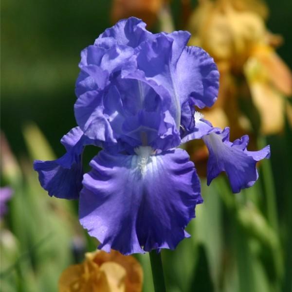 Photo of Tall Bearded Iris (Iris 'Victoria Falls') uploaded by avmoran