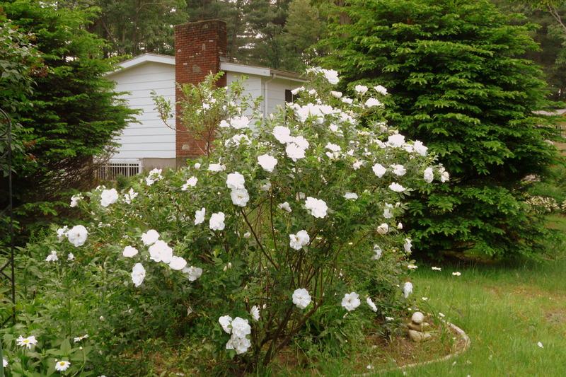 Photo of Hybrid Rugosa Rose (Rosa 'Blanc Double de Coubert') uploaded by kassiap