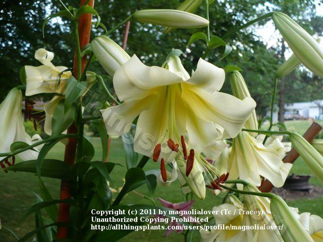 Photo of Lily (Lilium 'Opulent') uploaded by magnolialover