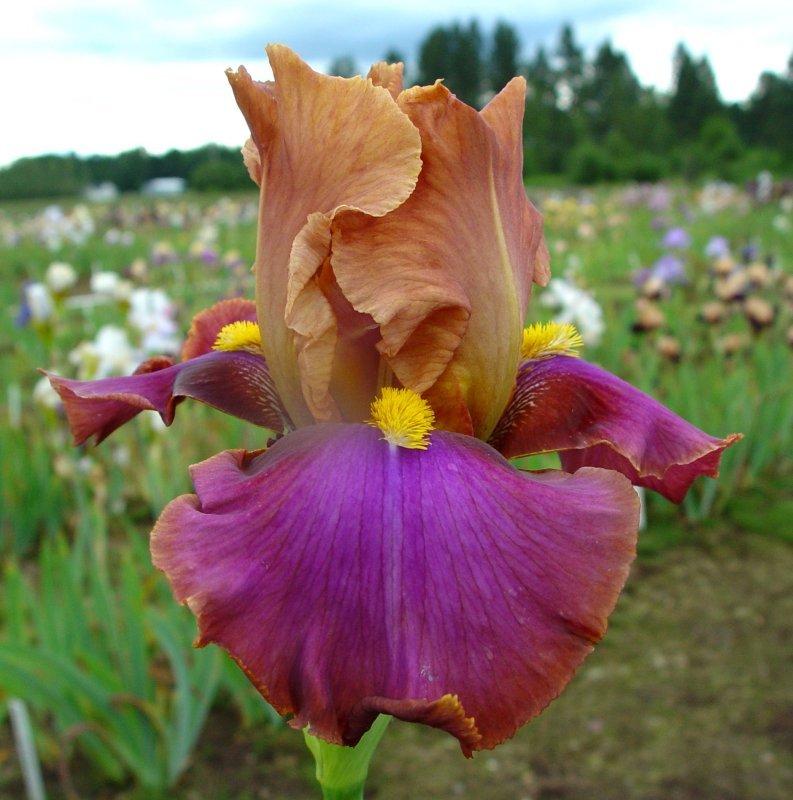 Photo of Tall Bearded Iris (Iris 'Pheasant Feathers') uploaded by irisloverdee