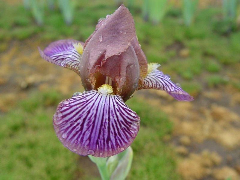 Photo of Miniature Tall Bearded Iris (Iris 'Persona') uploaded by irisloverdee