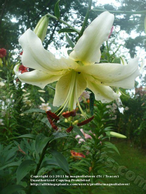 Photo of Lily (Lilium 'Carte Blanche') uploaded by magnolialover