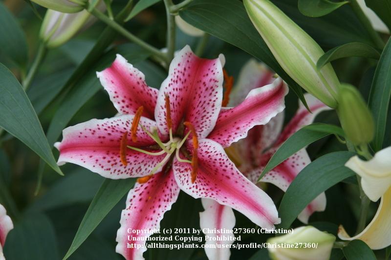 Photo of Oriental Lily (Lilium 'Dizzy') uploaded by Christine27360