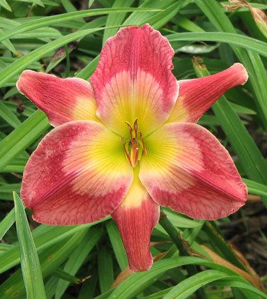 Photo of Daylily (Hemerocallis 'Quiller') uploaded by mlt