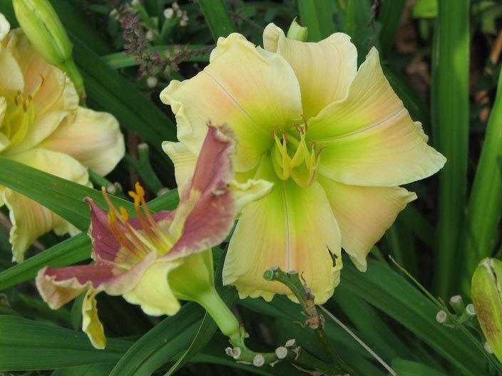 Photo of Daylily (Hemerocallis 'Texas Beautiful Bouquet') uploaded by mlt