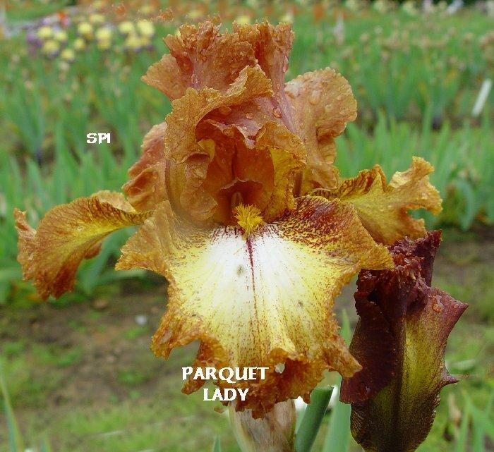 Photo of Border Bearded Iris (Iris 'Parquet Lady') uploaded by irisloverdee
