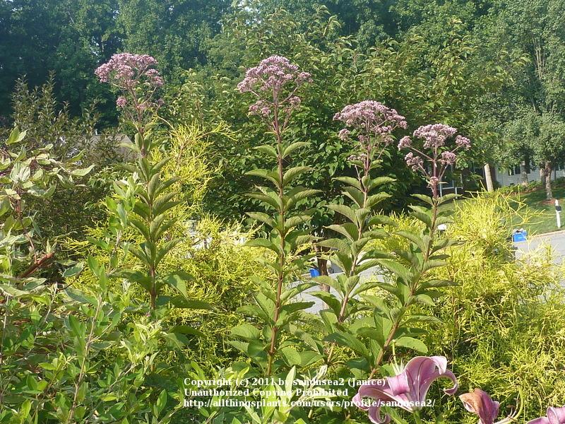 Photo of Joe Pye Weed (Eutrochium purpureum) uploaded by sandnsea2