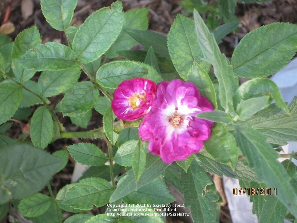 Photo of Rose (Rosa 'Baby Faurax') uploaded by Skiekitty