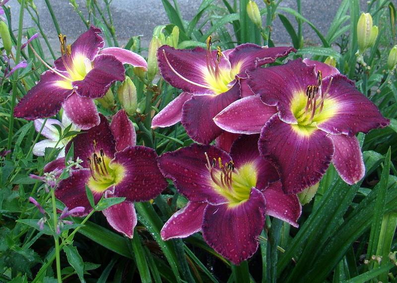 Photo of Daylily (Hemerocallis 'Police and Thieves') uploaded by stilldew