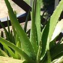 All About Aloe