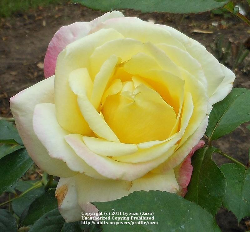 Photo of Rose (Rosa 'Bella'roma') uploaded by zuzu
