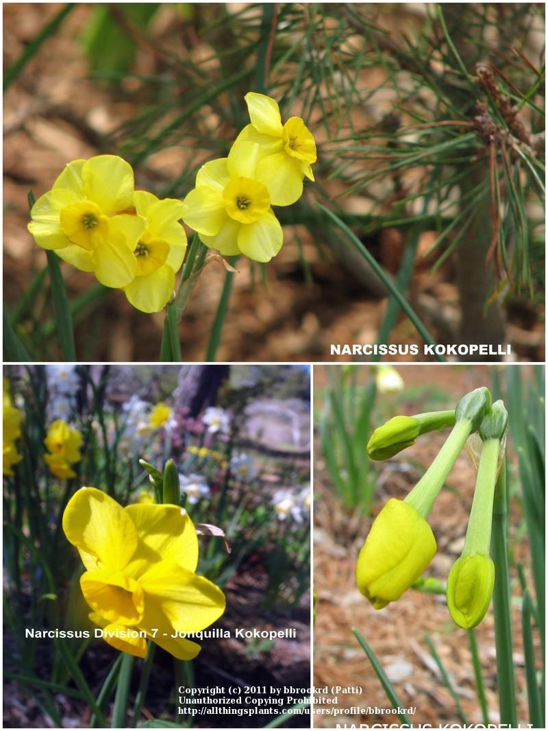 Photo of Jonquilla Daffodil (Narcissus 'Kokopelli') uploaded by bbrookrd