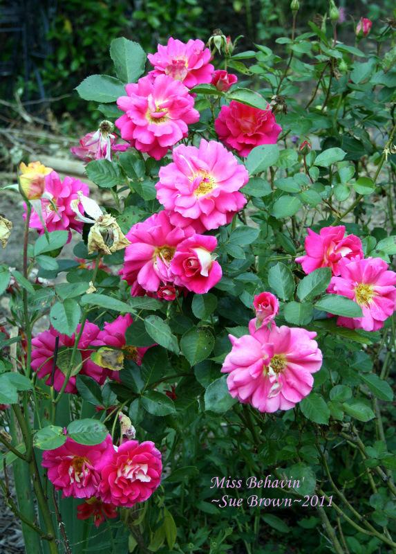 Photo of Rose (Rosa 'Miss Behavin'') uploaded by Calif_Sue