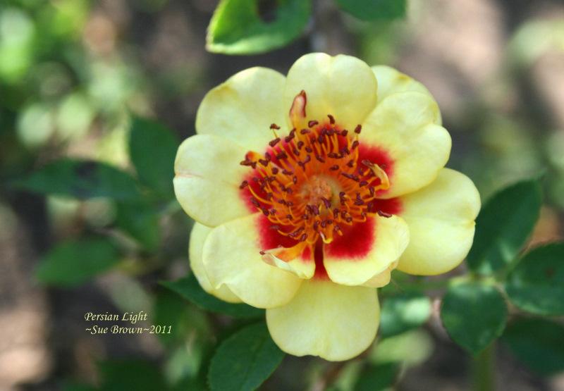 Photo of Rose (Rosa 'Persian Light') uploaded by Calif_Sue