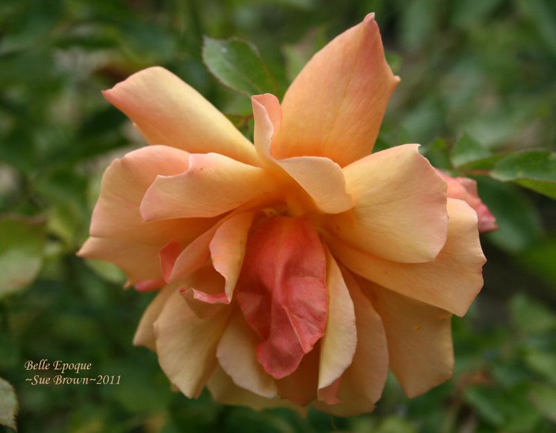Photo of Rose (Rosa 'Belle Epoque') uploaded by Calif_Sue