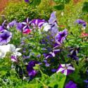Petunia Sowing Tips