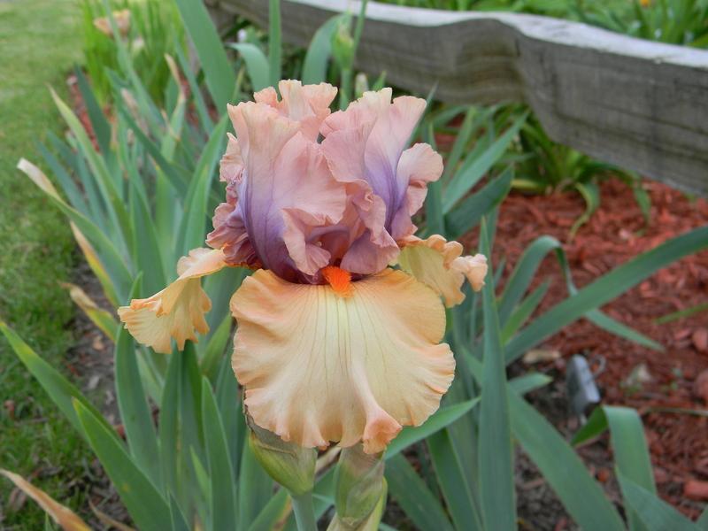 Photo of Tall Bearded Iris (Iris 'Tempesto') uploaded by mattsmom