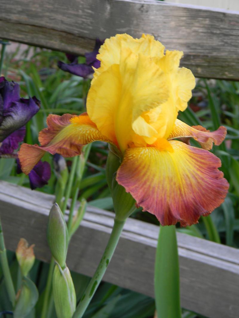 Photo of Tall Bearded Iris (Iris 'Radiant Caterpillar') uploaded by mattsmom