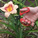 Snip Off the Flowers Before Planting