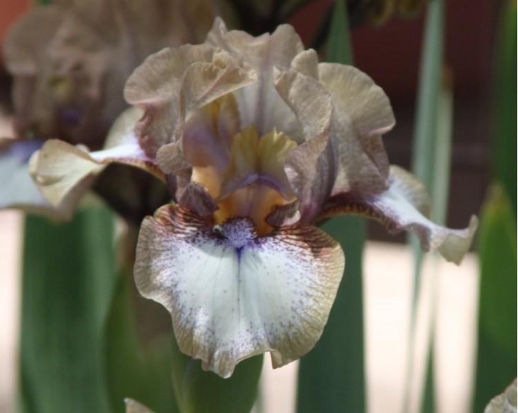 Photo of Intermediate Bearded Iris (Iris 'Persian Wood') uploaded by avmoran