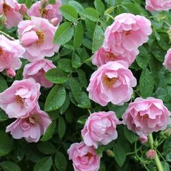 
L.G. gets masses of light pink flowers that are long lasting but 
