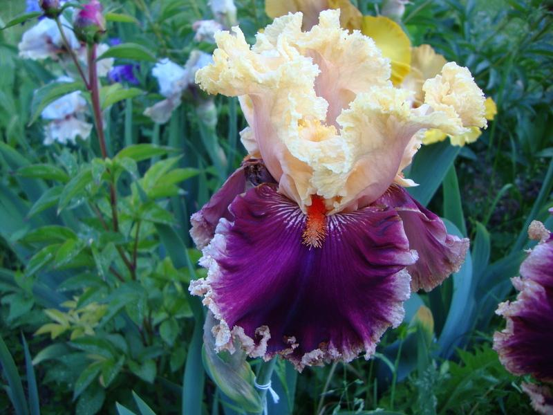 Photo of Tall Bearded Iris (Iris 'Decadence') uploaded by Paul2032