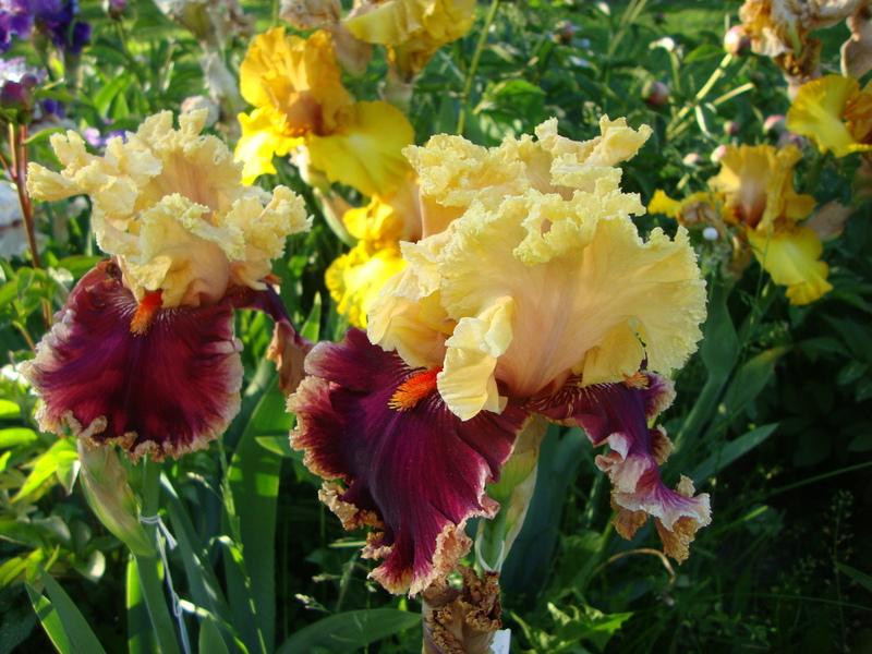 Photo of Tall Bearded Iris (Iris 'Decadence') uploaded by Paul2032