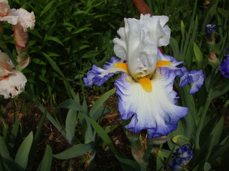 Photo of Tall Bearded Iris (Iris 'Brilliant Idea') uploaded by Paul2032