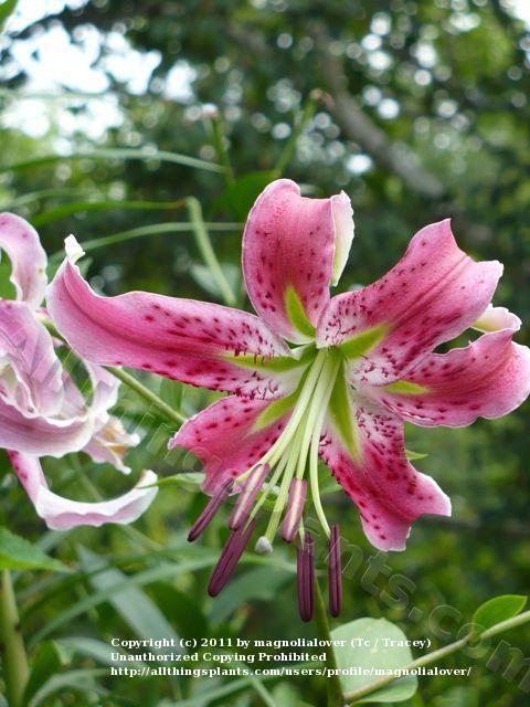 Photo of Lily (Lilium 'Beauty Rose') uploaded by magnolialover